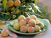 Frisch gepflückte Pfirsiche auf Schale
