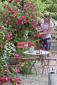 Small seating place on Gravel terrassse with Rose 'Scarlet Glow'