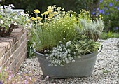 Old zinc bathtub with fragrant plants on gravel terrace