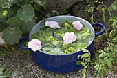 Blauer Emaille-Topf als Schwimmschale mit Blüten von Rosa 'Stanwell