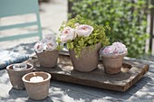 Terracotta pots with roses and alchemilla (lady's mantle)
