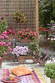 Small terrace with carpet and pillows, Pelargonium