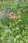 Nymans, SUSSEX. THE NATIONAL TRUST : Pink POPPIES AND PHLOMIS IN THE HERBACEOUS BORDER, EVENING Light, JUNE