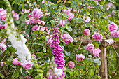 Rosa (Rosen) und Digitalis purpurea (Fingerhut)