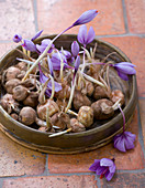 Ein Korb mit Crocus sativus-Zwiebeln