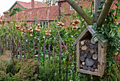 Bauerngarten mit gebündelten Zwiebeln (Allium cepa)