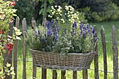 Basket with herbs hung on the fence-lavender