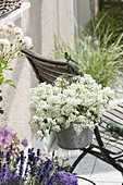 Tin buckets as hanging planter with Euphorbia 'Diamond Star'