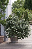 Trachelospermum jasminoides (Star Jasmine)