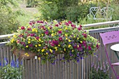 Colorful balcony box with trio from verbena (verbena), Bidens