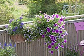Balcony box with Petunia Sanguna 'Purple Picotee', Heliotropium