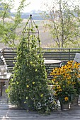 Thunbergia alata (black-eyed Susanne) in a big bucket