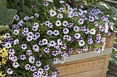 Petunia Supertunia 'Violet Star Charm' (Petunie)