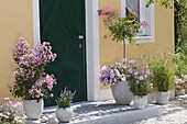 Hauseingang mit rosa bluehenden Pflanzen : Lagerstroemia indica