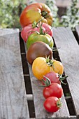 Tomaten (Lycopersicon) nach Grösse in Reihe gelegt