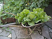 Romaine lettuce, romaine lettuce in old wheelbarrow