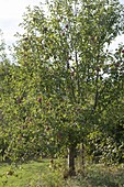 Apple tree (malus) in the nature garden