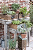 Herbs in clay pots placed in old wooden drawers