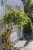 Bucket as a traffic pot planted with fire bean 'Hestia'