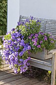 Selbstgebauter Holzkasten mit Petunia Surfinia 'Sky Blue' (Petunien)