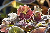 Faded hydrangea flowers with hoarfrost