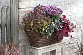 Autumn-planted basket, chrysanthemum