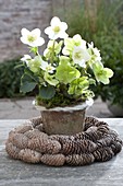 Helleborus niger (Christmas rose) in cones wreath