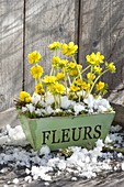 Eranthis hyemalis (winter aconite) in wooden box with snow