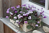 Cyclamen coum (Alpenveilchen) in Obststiege auf Fensterbrett