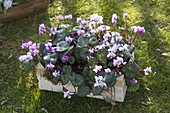 Cyclamen coum (Alpenveilchen) in Obststiege auf dem Rasen