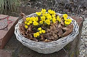 Basket with Eranthis (winter aconite) between autumn leaves