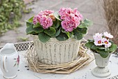 Primula 'Romance' in a romantic vessel, wreath of grasses