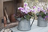 Cylamen coum (cyclamen) in zinc can