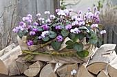 Cyclamen coum as a gift in wooden box with wrapping paper