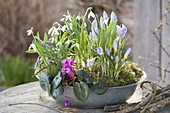 Zinkschale mit Galanthus nivalis (Schneeglöckchen), Crocus