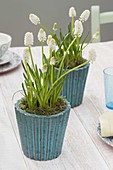 Muscari botryoides 'Album' (Grape Hyacinth) in turquoise pots