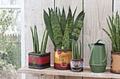 Sansevieria trifasciata and cylindrica in decorative tins