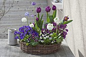 Korbkranz bepflanzt mit Viola cornuta (Hornveilchen), Tulipa