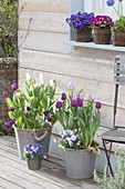 Tulipa 'Purple Prince', 'Holland Beauty', 'Purissima', 'Akela'