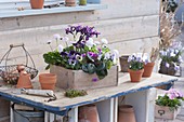 Wooden box with Bellis (daisy), Viola cornuta