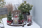 Pot arrangement on snow covered patio table, Pinus (pine)