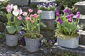 Tulipa 'Purple Prince' lila, 'Foxtrot' pink gefüllt, 'Holland Beauty'
