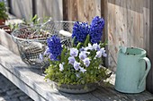 Metallschale mit Hyacinthus orientalis 'Marie' (Hyazinthen) und Viola cornuta