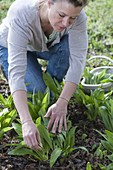 Woman harvests wild garlic (buckrams)