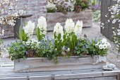 Holzkasten mit Hyacinthus 'White Pearl' (Hyazinthen), Viola odorata
