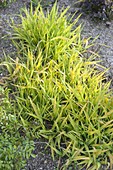 Phalaris arundinacea 'Pure Gold' (Gelbes Rohrglanzgras)