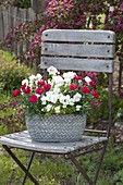 Dianthus caryophyllus ‘Grenadin Red’ (Nelken) und Viola cornuta 'White'