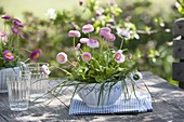 Bellis Tasso 'Strawberry & Cream' (Grasses) with grasses