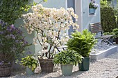 Rhododendron luteum 'Daviesii' (garden azalea, fragrant azalea)