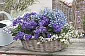 Korbschale blau-weiss bepflanzt : Heliotropium 'Blue Bouquet'